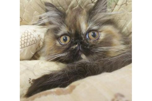 成約済の愛知県のペルシャ-4748の4枚目