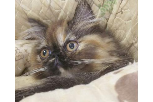 成約済の愛知県のペルシャ-4748の3枚目