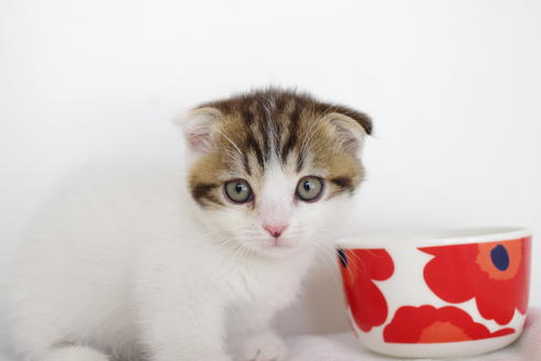 成約済の愛知県のスコティッシュフォールド-4659の3枚目