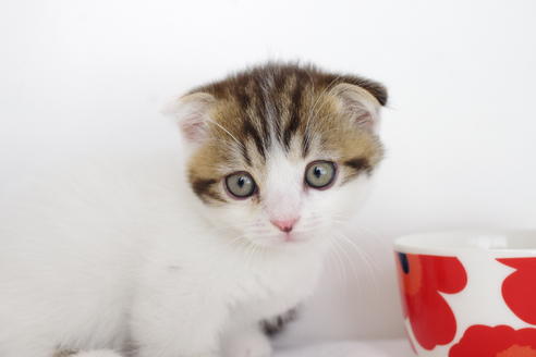 成約済の愛知県のスコティッシュフォールド-4659の2枚目