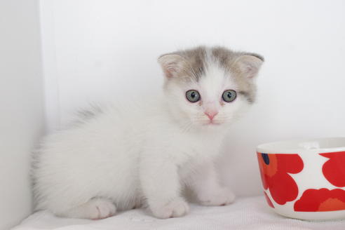 成約済の愛知県のスコティッシュフォールド-4658の3枚目