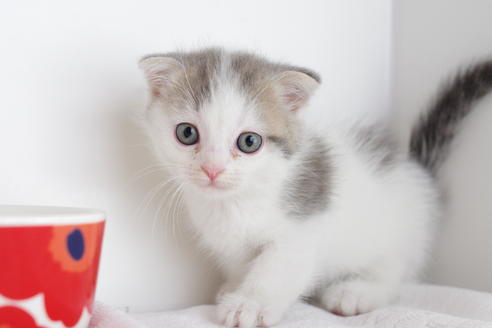 成約済の愛知県のスコティッシュフォールド-4658の2枚目