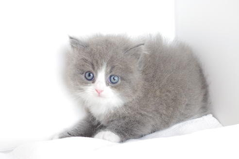 成約済の愛知県のマンチカン-4780の3枚目