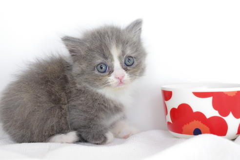 成約済の愛知県のマンチカン-4775の5枚目