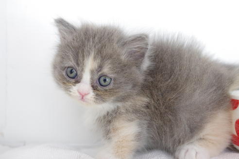 成約済の愛知県のマンチカン-4775の4枚目