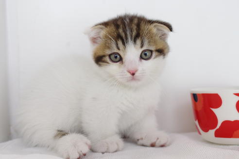 成約済の愛知県のスコティッシュフォールド-4659の1枚目