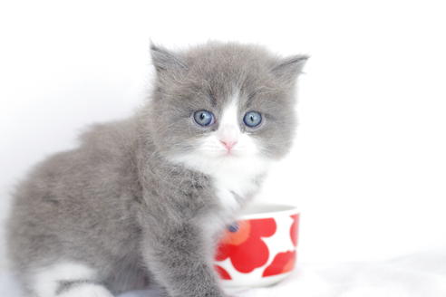 成約済の愛知県のマンチカン-4780の2枚目