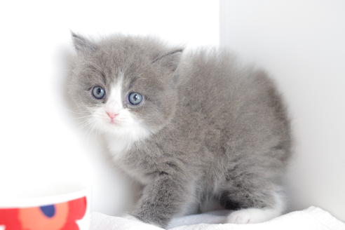 成約済の愛知県のマンチカン-4780の1枚目