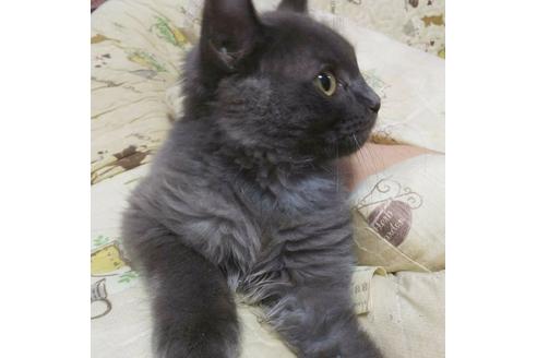 成約済の愛知県のマンチカン-4400の3枚目