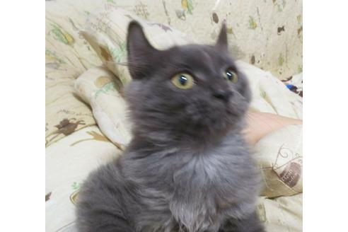 成約済の愛知県のマンチカン-4400の2枚目