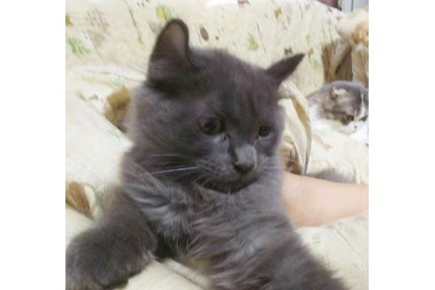 成約済の愛知県のマンチカン-4400の1枚目