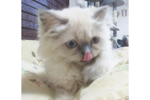 成約済の愛知県のヒマラヤン-4747の5枚目