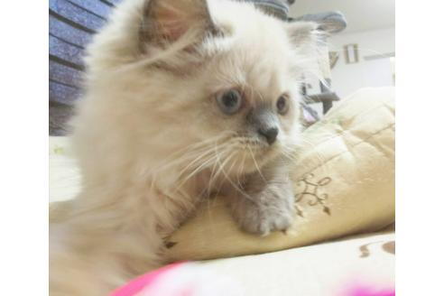 成約済の愛知県のヒマラヤン-4747の4枚目