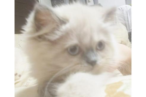 成約済の愛知県のヒマラヤン-4747の3枚目