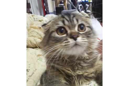 成約済の愛知県のスコティッシュフォールド-4603の4枚目