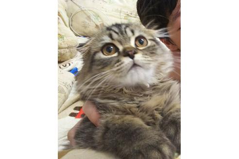 成約済の愛知県のスコティッシュフォールド-4603の2枚目