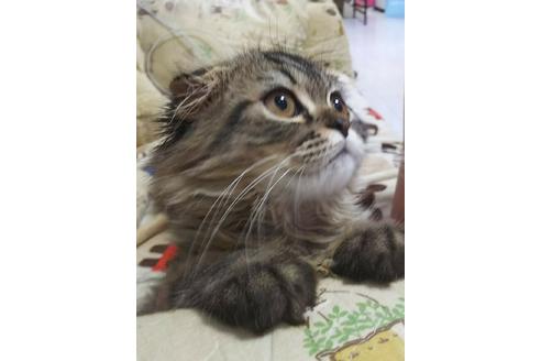 成約済の愛知県のスコティッシュフォールド-4603の1枚目