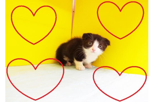 成約済の東京都のマンチカン-4938の1枚目