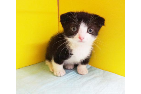 成約済の東京都のマンチカン-4938の2枚目