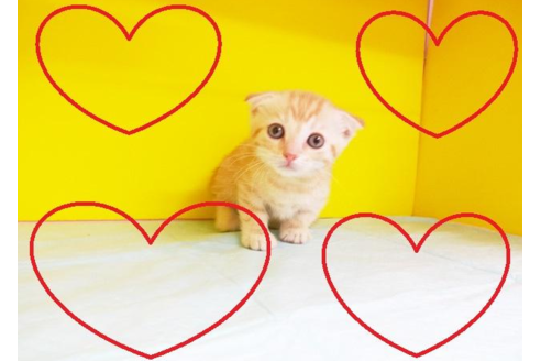 成約済の東京都のマンチカン-4939の2枚目