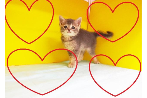 成約済の東京都のマンチカン-4942の2枚目