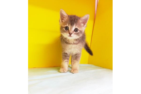 成約済の東京都のマンチカン-4942の1枚目