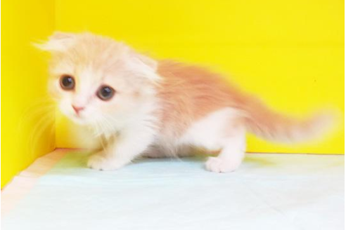 成約済の東京都のスコティッシュフォールド-4943の2枚目