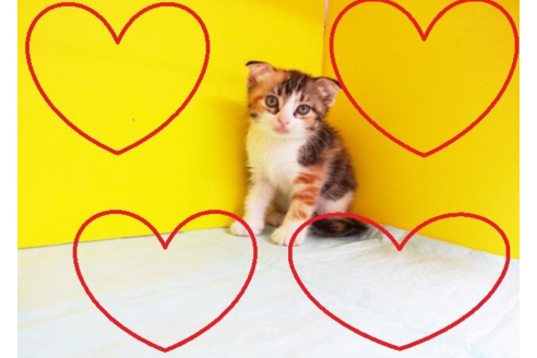 成約済の東京都のスコティッシュフォールド-4944の2枚目