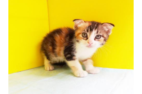 成約済の東京都のスコティッシュフォールド-4944の1枚目