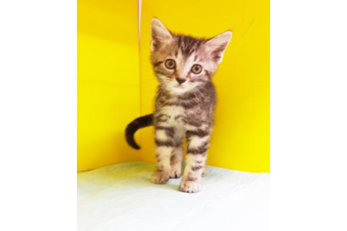 成約済の東京都のアメリカンショートヘア-4945の2枚目