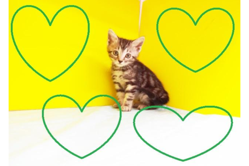 成約済の東京都のアメリカンショートヘア-4945の1枚目