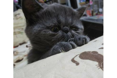 成約済の愛知県のエキゾチックショートヘア-4890の5枚目