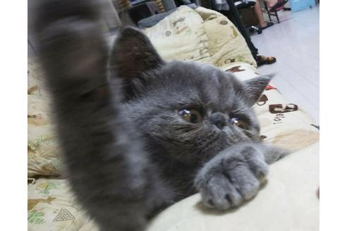 成約済の愛知県のエキゾチックショートヘア-4890の4枚目