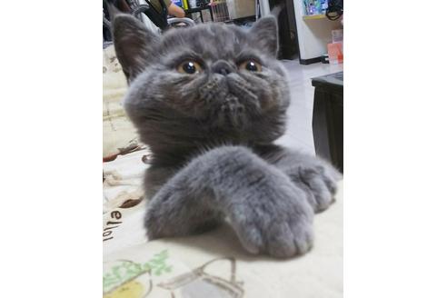 成約済の愛知県のエキゾチックショートヘア-4890の3枚目