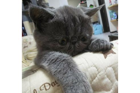 成約済の愛知県のエキゾチックショートヘア-4890の2枚目