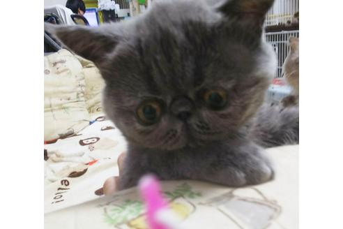 成約済の愛知県のエキゾチックショートヘア-4890の1枚目