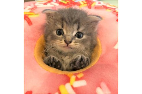 成約済の大阪府のスコティッシュフォールド-4976の4枚目