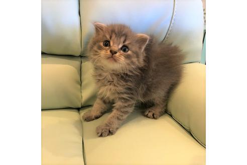 成約済の大阪府のスコティッシュフォールド-4976の3枚目