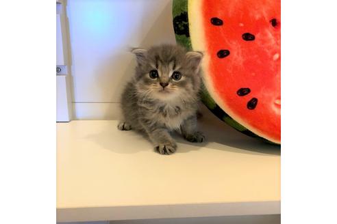 成約済の大阪府のスコティッシュフォールド-4976の2枚目