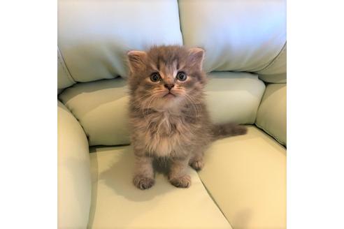 成約済の大阪府のスコティッシュフォールド-4976の1枚目