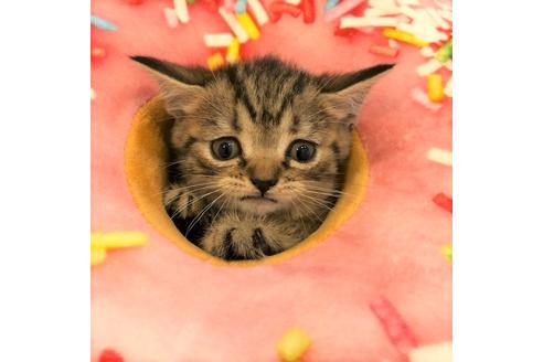 成約済の大阪府のスコティッシュフォールド-4977の4枚目