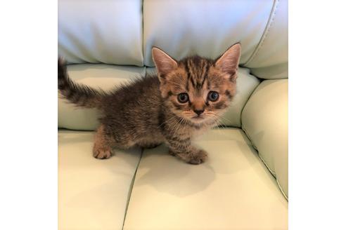 成約済の大阪府のスコティッシュフォールド-4977の3枚目