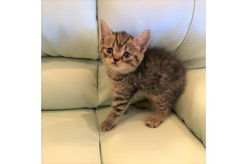 成約済の大阪府のスコティッシュフォールド-4977の2枚目