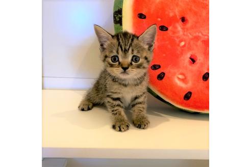 成約済の大阪府のスコティッシュフォールド-4977の1枚目