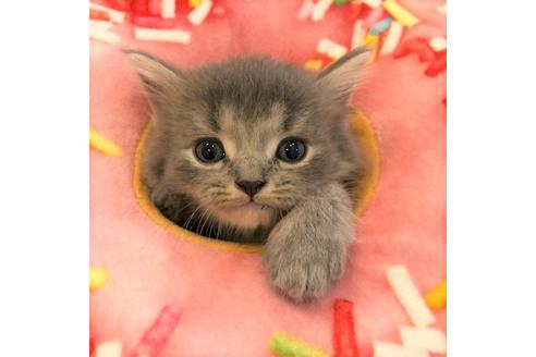 成約済の大阪府のスコティッシュフォールド-4978の3枚目