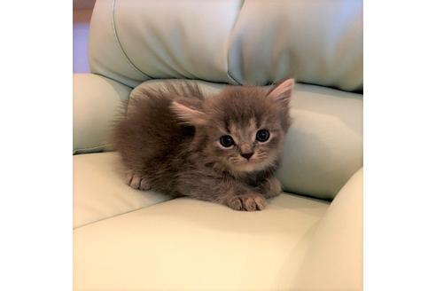 成約済の大阪府のスコティッシュフォールド-4978の2枚目