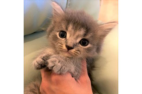 成約済の大阪府のスコティッシュフォールド-4978の1枚目