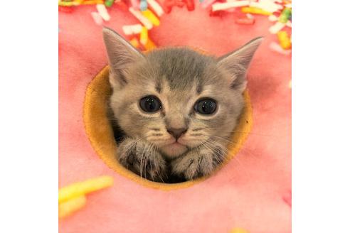 成約済の大阪府のスコティッシュフォールド-4979の4枚目