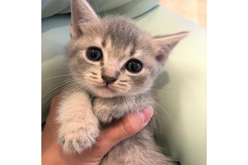 成約済の大阪府のスコティッシュフォールド-4979の3枚目