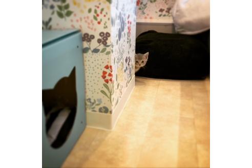 成約済の大阪府のスコティッシュフォールド-4979の2枚目